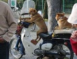 Hund f�hrt Motorrad